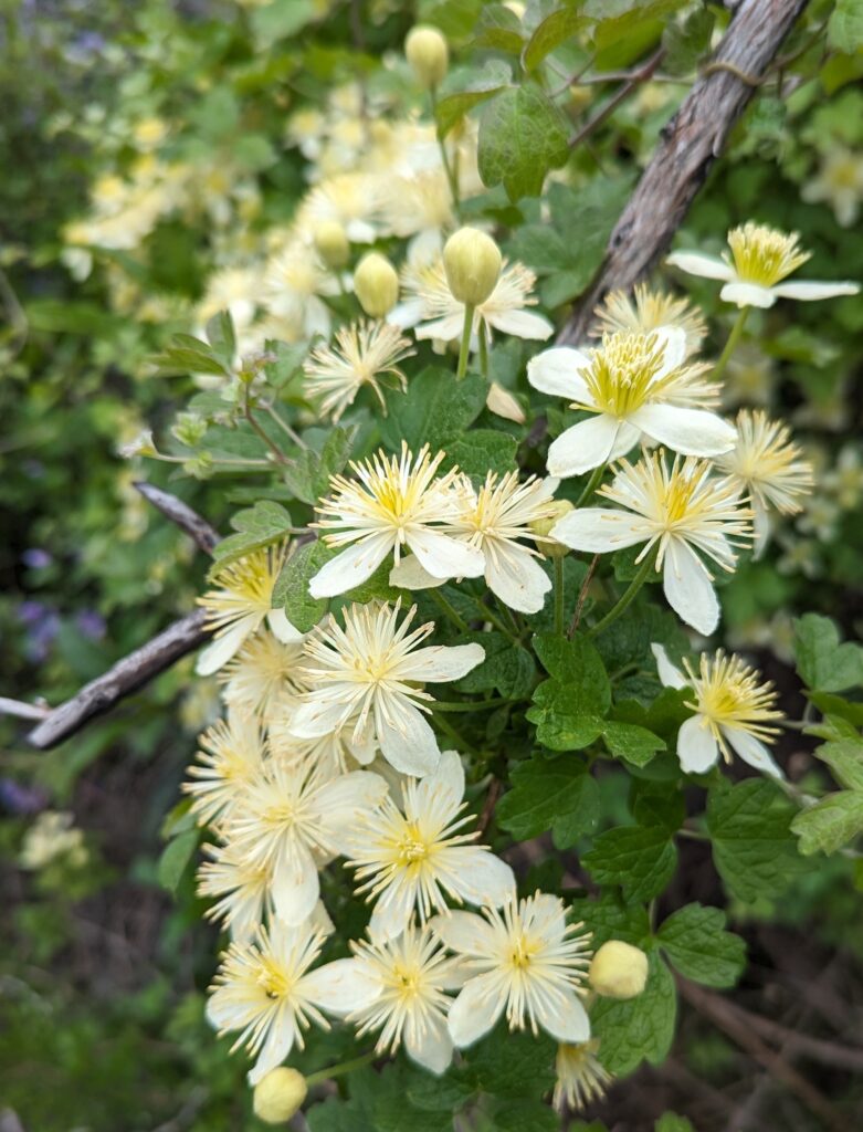 Clematis lasiantha - chaparral clematis