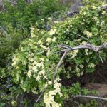 Clematis lasiantha - chaparral clematis