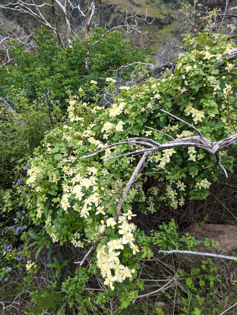 Clematis lasiantha - chaparral clematis