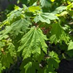 Acer circinatum - vine maple