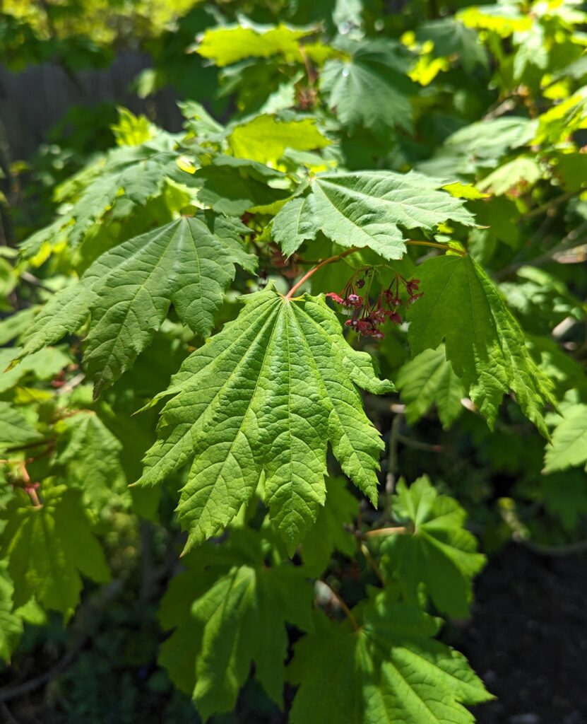 Acer circinatum - vine maple