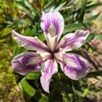 Iris douglasiana v. major - Marin iris