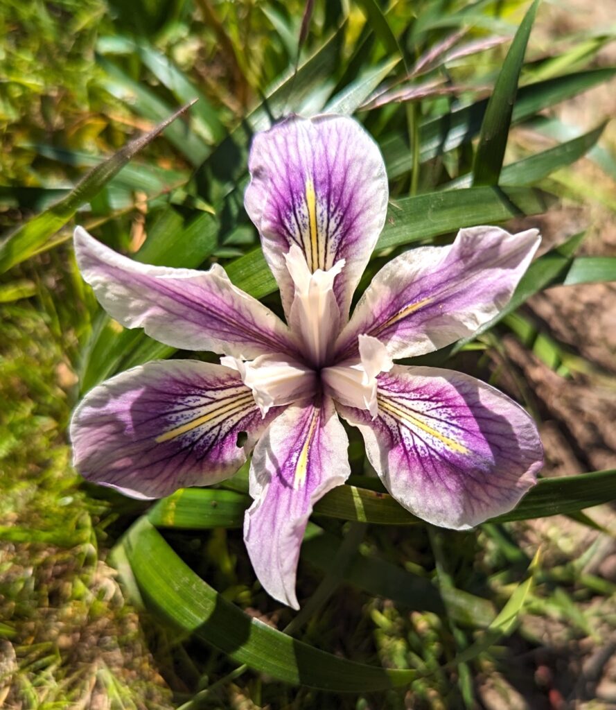 Iris douglasiana v. major - Marin iris