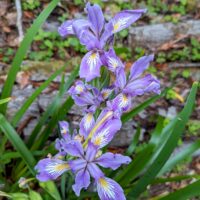 Iris douglasiana – Robust Form