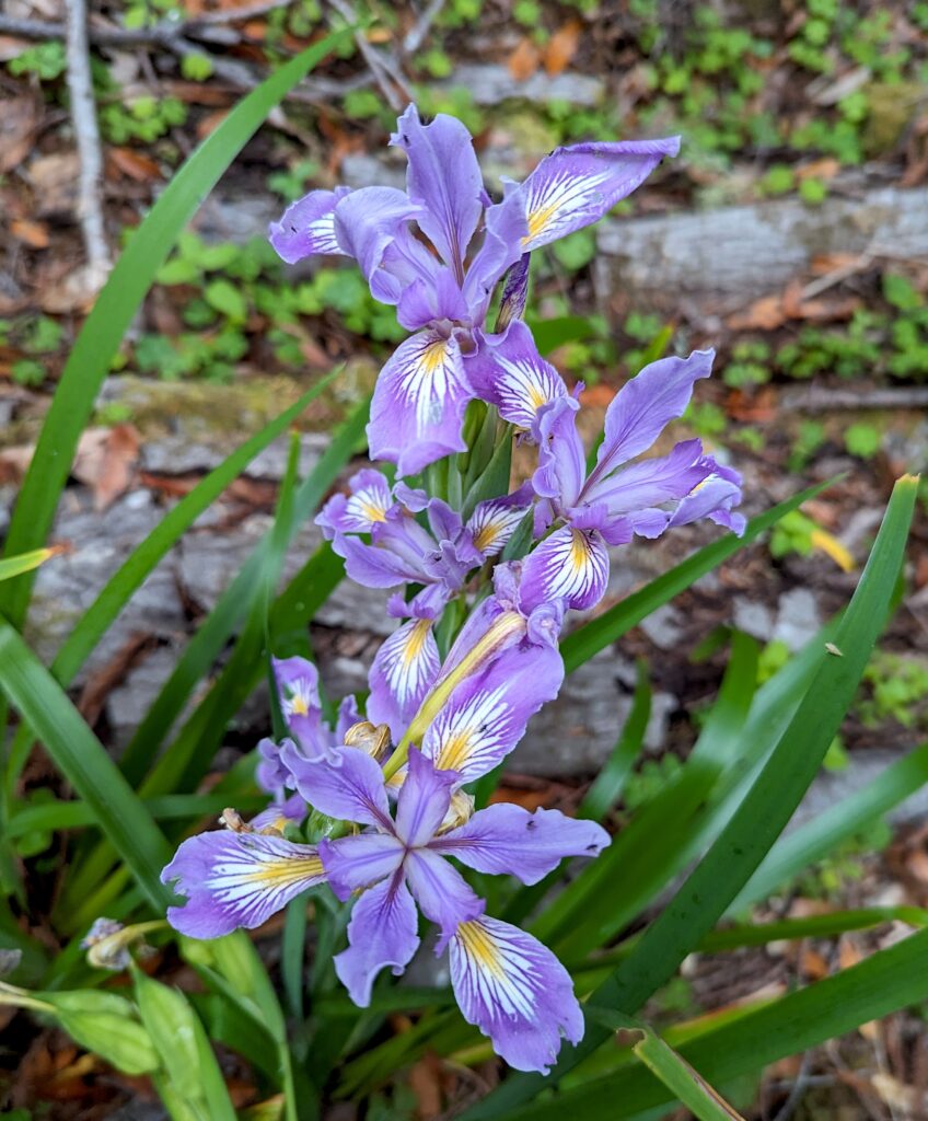 Iris douglasiana - Robust Form - Douglas iris