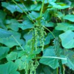 Urtica dioica - stinging nettle