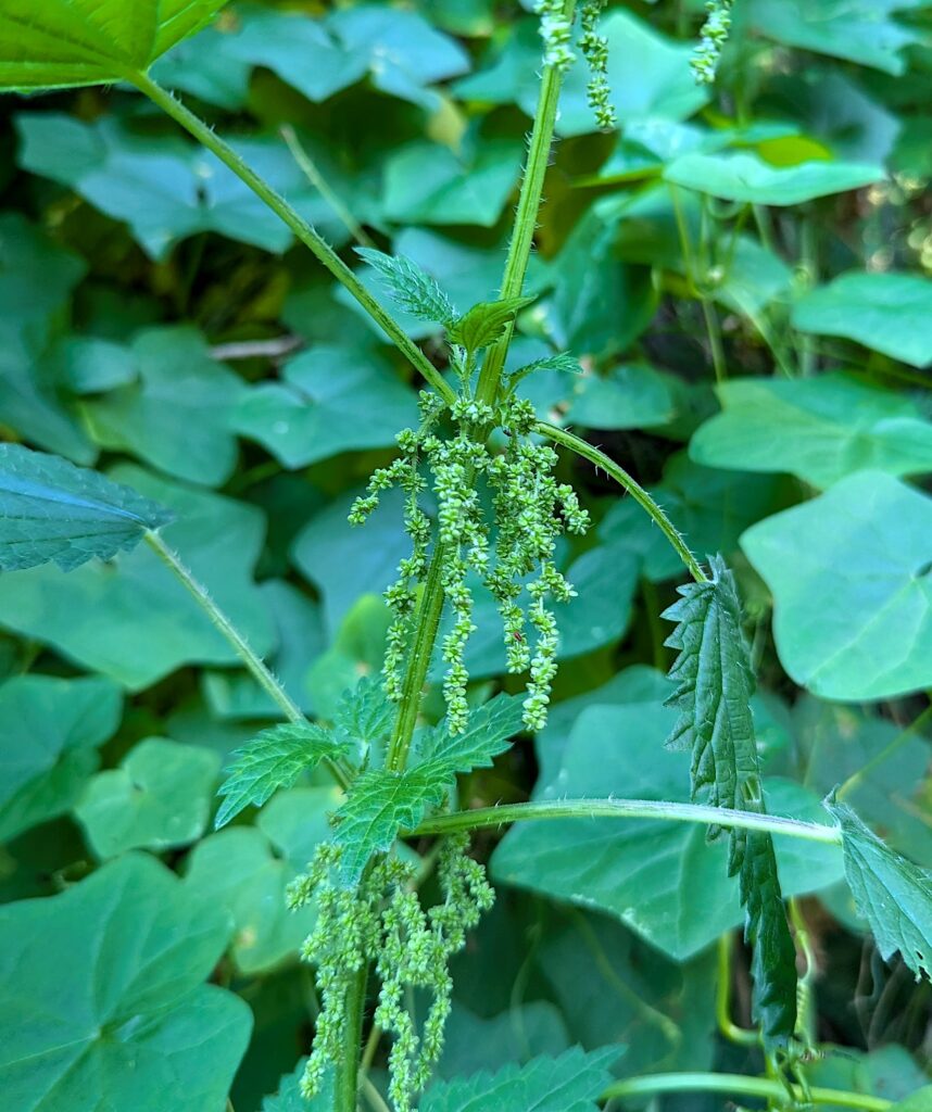 Urtica dioica - stinging nettle