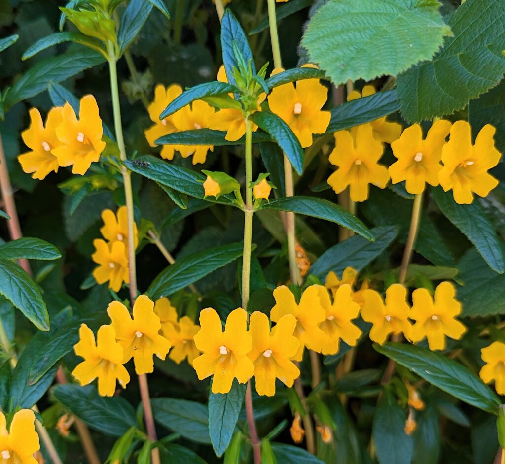 Diplacus (Mimulus) aurantiacus - sticky monkeyflower