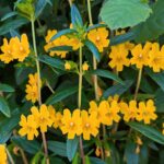 Diplacus (Mimulus) aurantiacus - sticky monkeyflower