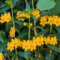 Diplacus (Mimulus) aurantiacus