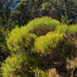 Ericameria arborescens - goldenfleece