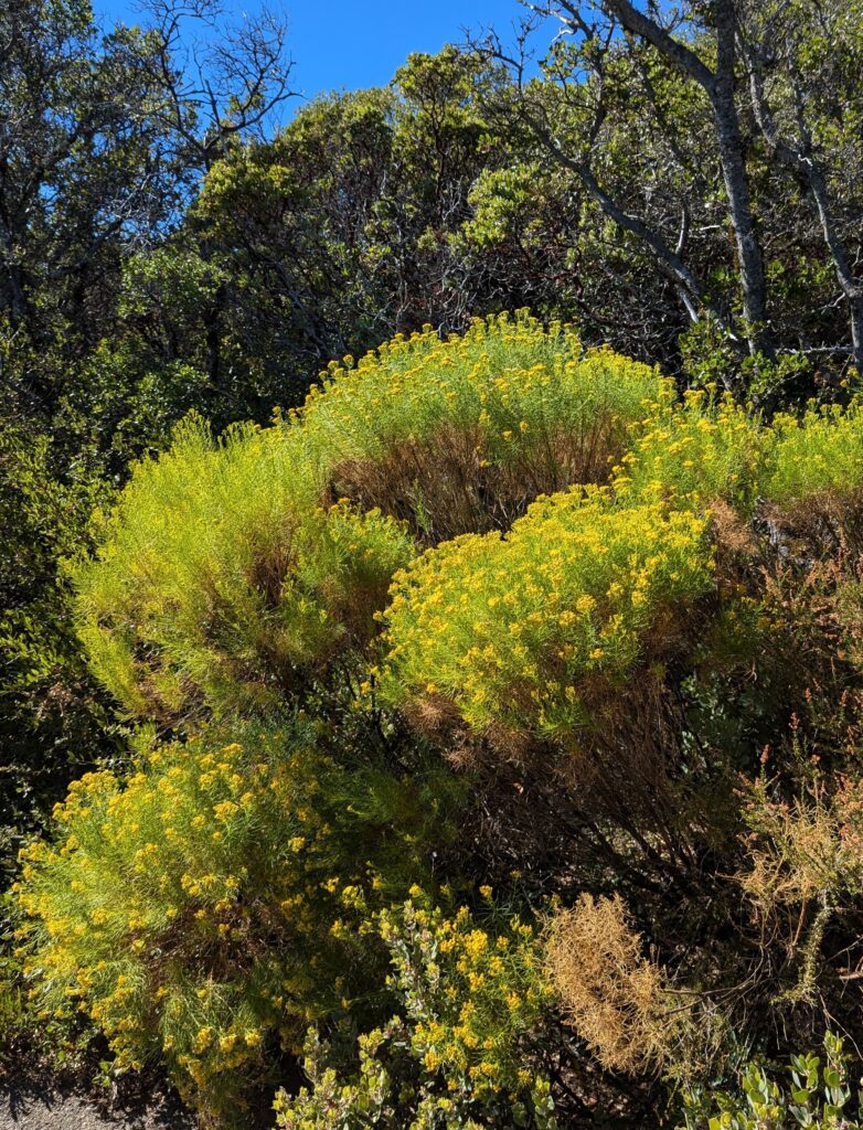 Ericameria arborescens - goldenfleece