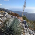 Hesperoyucca whipplei - Our Lord's candle