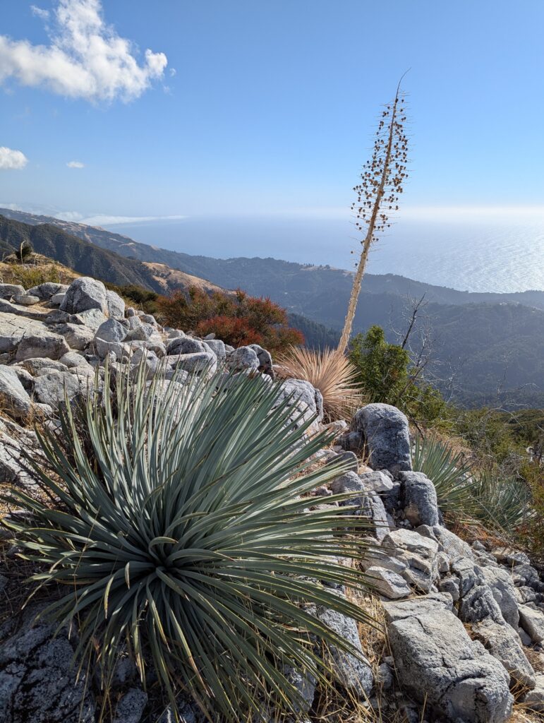 Hesperoyucca whipplei - Our Lord's candle