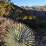 Hesperoyucca whipplei - Our Lord's candle