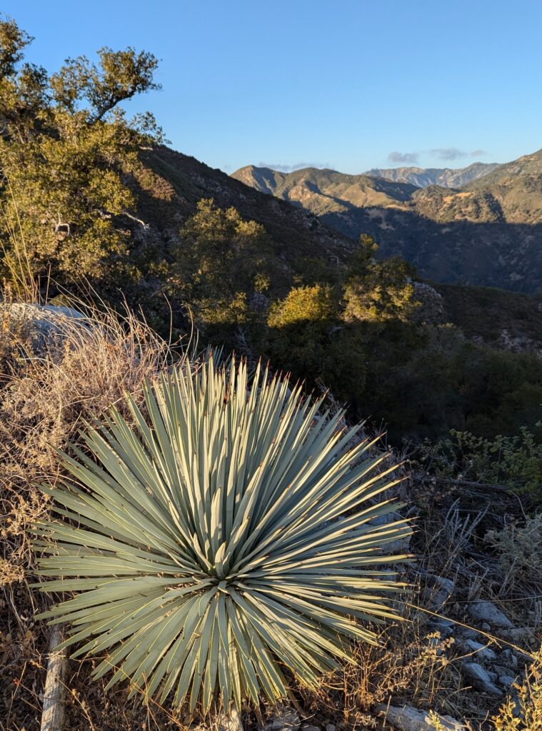 Hesperoyucca whipplei - Our Lord's candle