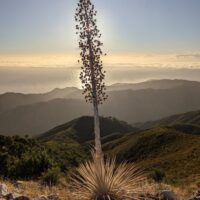 Hesperoyucca whipplei - Our Lord's candle