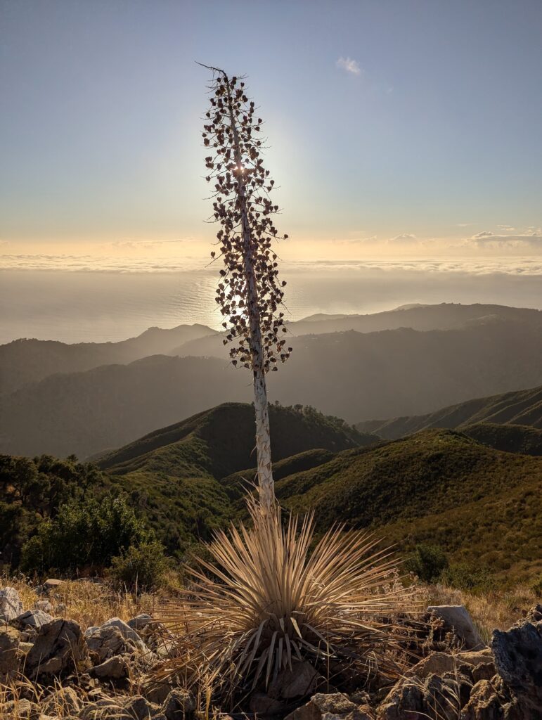 Hesperoyucca whipplei - Our Lord's candle