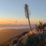Hesperoyucca whipplei - Our Lord's candle