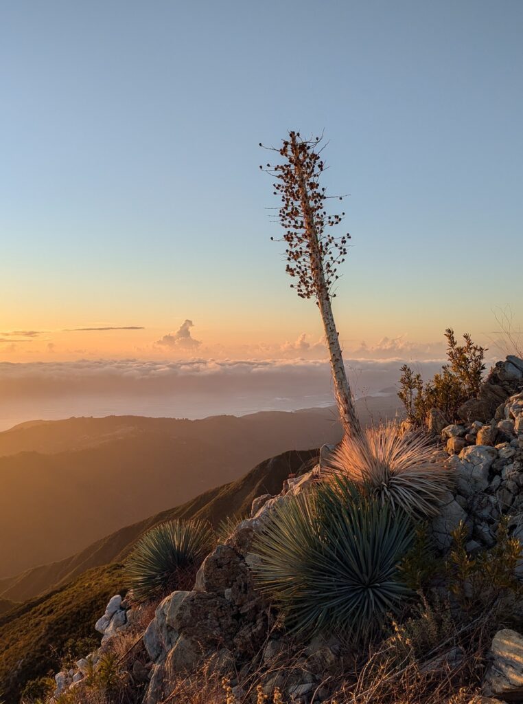 Hesperoyucca whipplei - Our Lord's candle