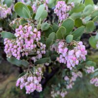 Arctostaphylos manzanita ‘Lake Sonoma Pink’