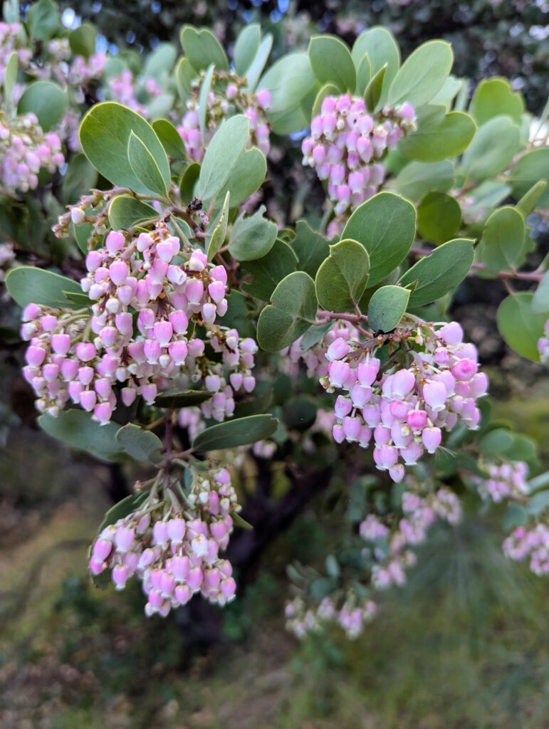 Arctostaphylos manzanita 'Lake Sonoma Pink' - common manzanita
