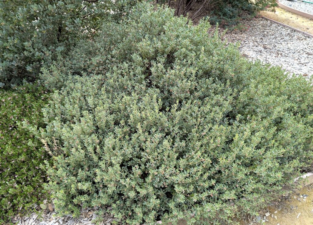 Arctostaphylos pumila 'Wavelength' - sandmat manzanita