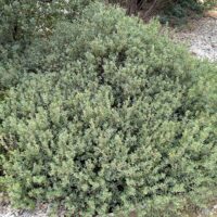 Arctostaphylos pumila ‘Wavelength’