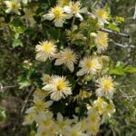 Clematis lasiantha - chaparral clematis