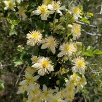 Clematis lasiantha