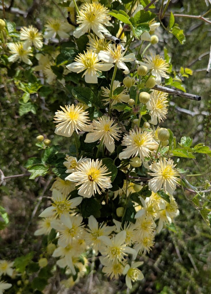 Clematis lasiantha - chaparral clematis