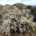 Ceanothus cuneatus - buckbrush