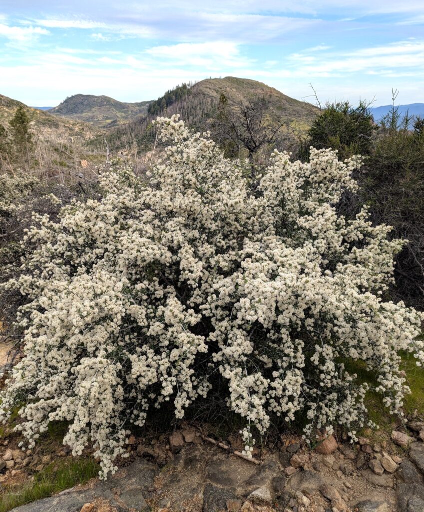 Ceanothus cuneatus - buckbrush