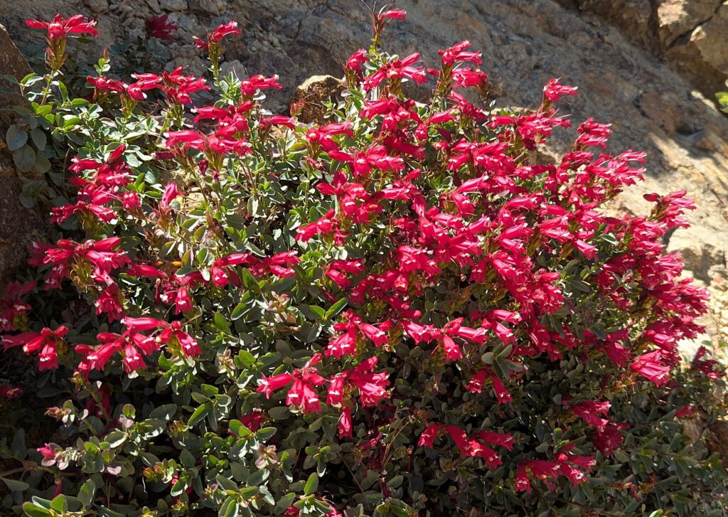 Penstemon newberryi v. sonomensis - Sonoma beardtongue