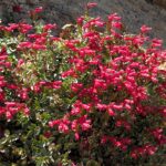 Penstemon newberryi v. sonomensis - Sonoma beardtongue