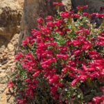 Penstemon newberryi v. sonomensis - Sonoma beardtongue