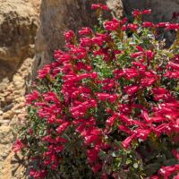 Penstemon newberryi v. sonomensis
