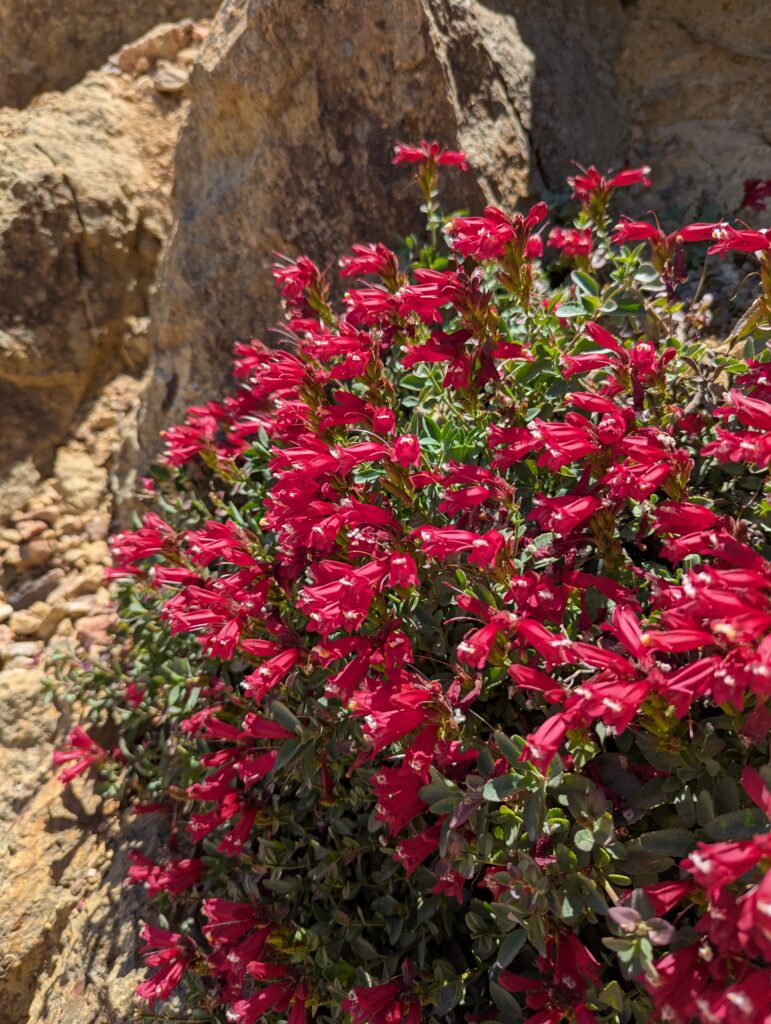 Penstemon newberryi v. sonomensis - Sonoma beardtongue