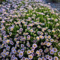 Erigeron glaucus ‘Cape Sebastian’