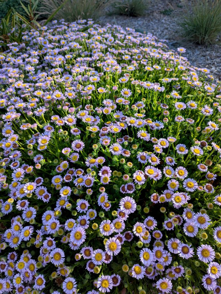 Erigeron glaucus 'Cape Sebastian' - seaside daisy
