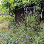 Salvia clevelandii x 'Pozo Blue' - sage