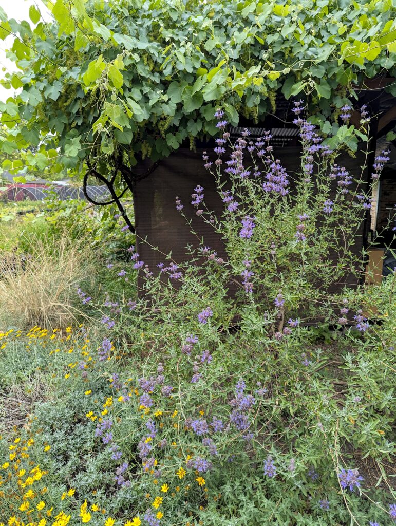 Salvia clevelandii x 'Pozo Blue' - sage
