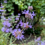 Salvia clevelandii x 'Pozo Blue' - sage