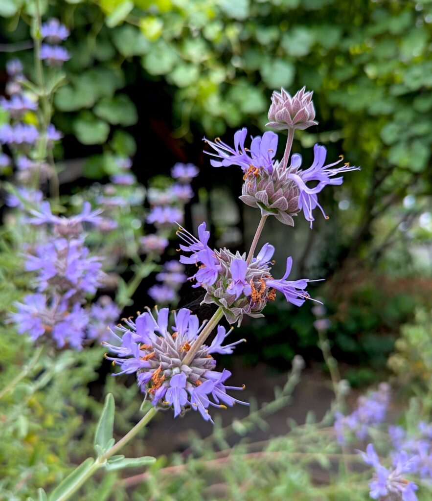 Salvia clevelandii x 'Pozo Blue' - sage