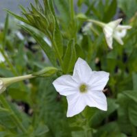 Nicotiana quadrivalvis - Indian tobacco