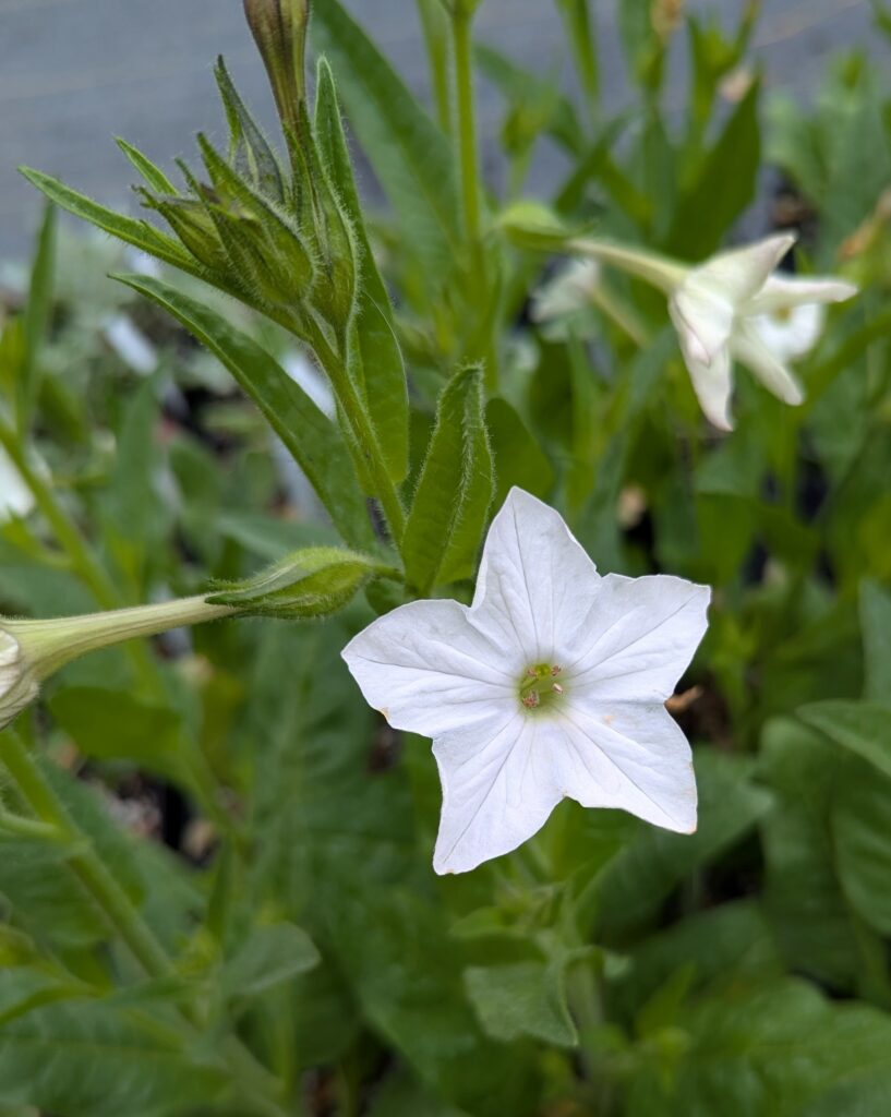 Nicotiana quadrivalvis - Indian tobacco