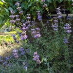 Salvia clevelandii x 'Pozo Blue' - sage