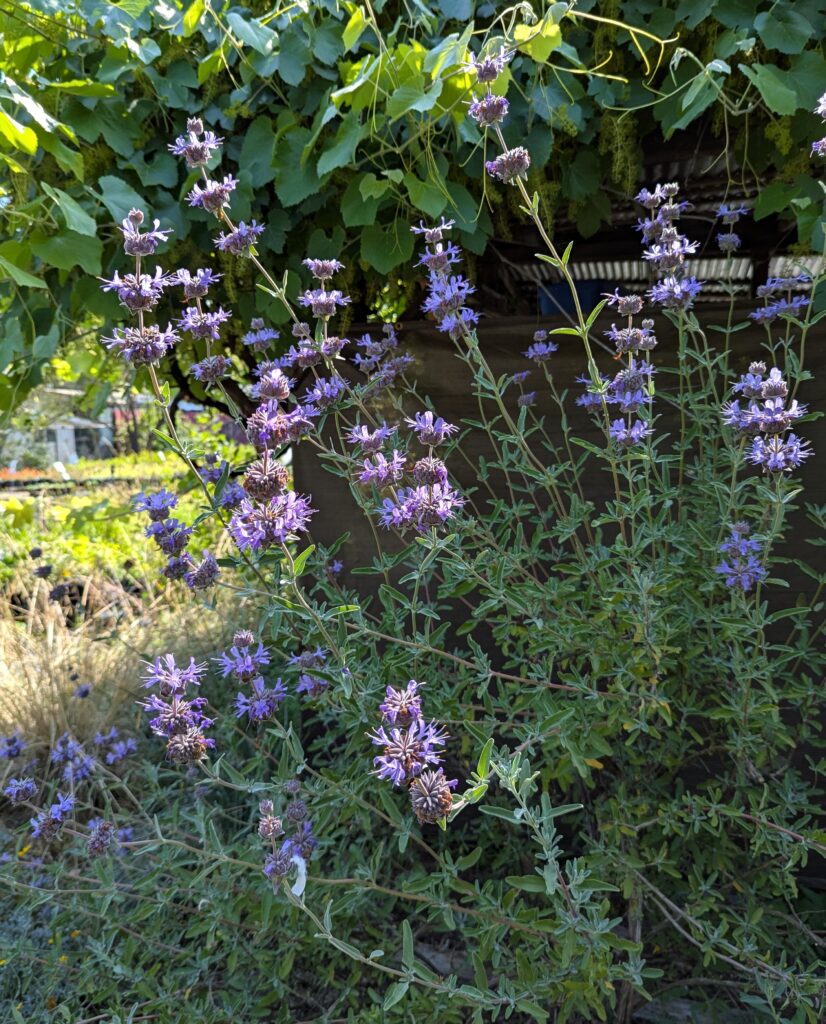 Salvia clevelandii x 'Pozo Blue' - sage