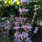 Salvia clevelandii x 'Pozo Blue' - sage