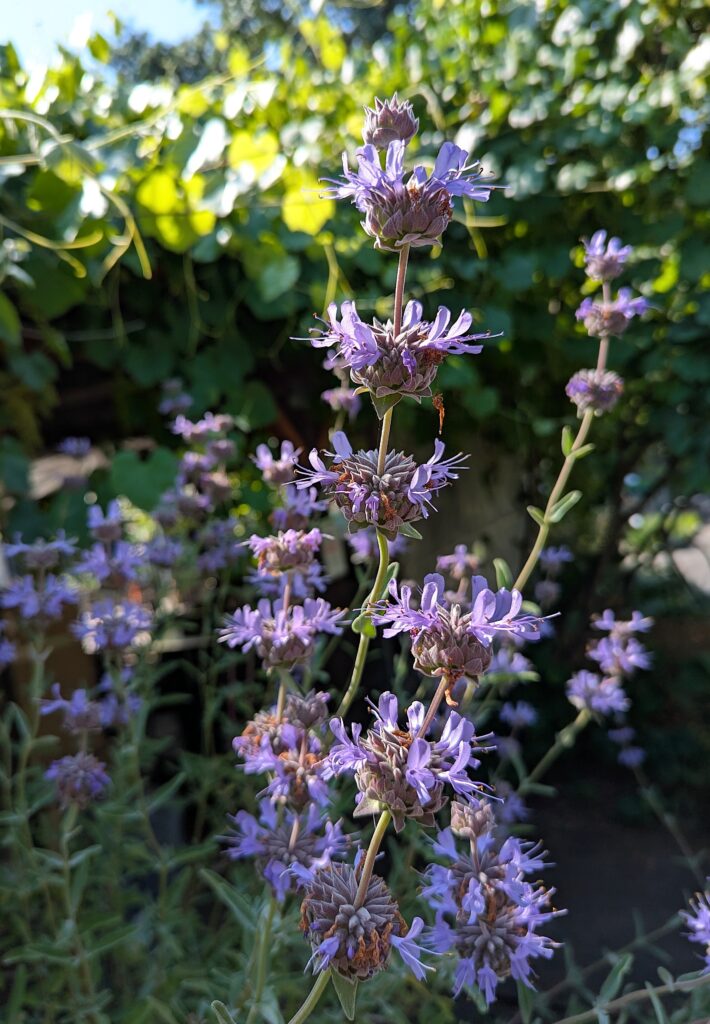 Salvia clevelandii x 'Pozo Blue' - sage